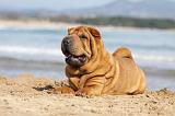 SHAR-PEI 750